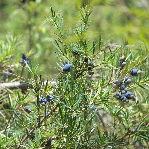 Podocarpus spinulosus - Pb60 (110/250)