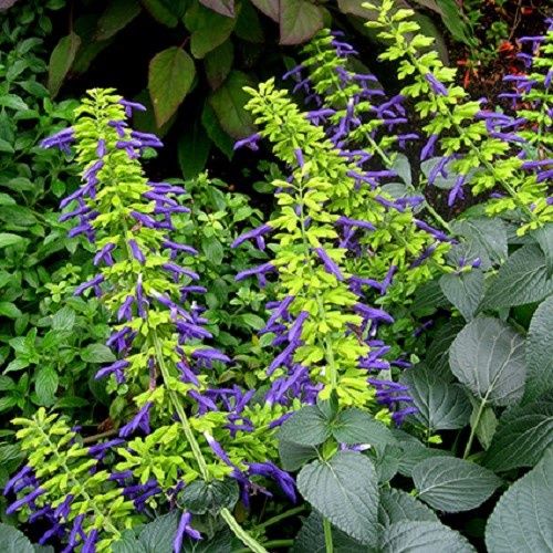 Salvia m. Limelight - Pb6.5 (150/170)