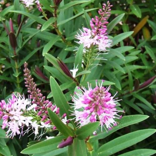 Hebe Marie Antoinette - Pb5