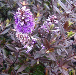 Hebe Turkish Delight - 2.5Ltr