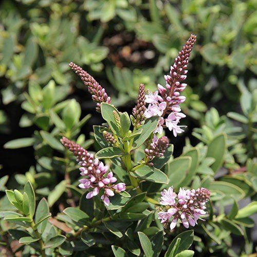 Hebe First Light - Pb5