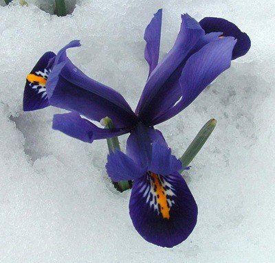 Iris ret. Harmony