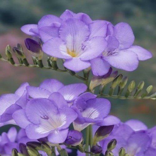 Freesia Single Shades - Sailor