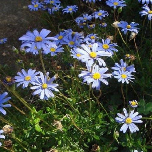 Felicia Santa Anita - 1.4Ltr