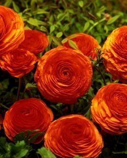 Ranunculus a. Sunset