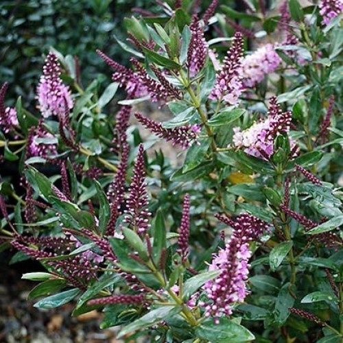 Hebe Charlotte - 2Ltr