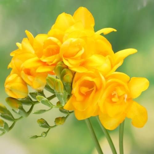 Freesia Doubles - Golden Wave