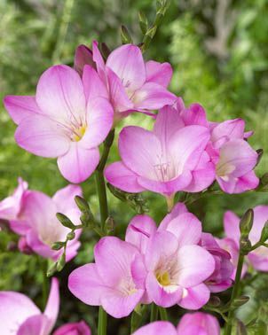 Freesia Singles - Rose Marie