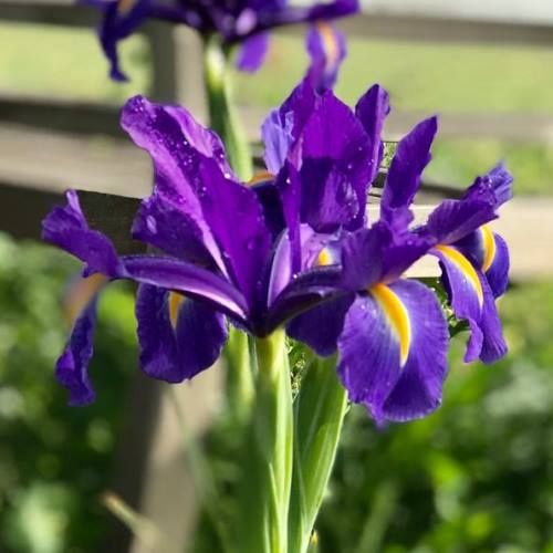 Iris hol. Blue Diamond