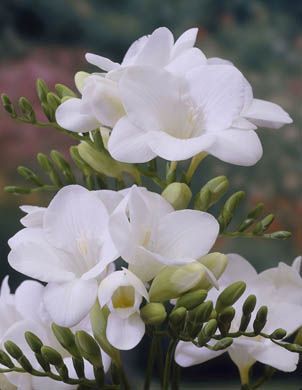 Freesia Singles - Montana