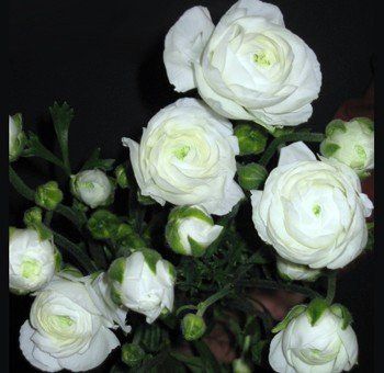 Ranunculus a. White