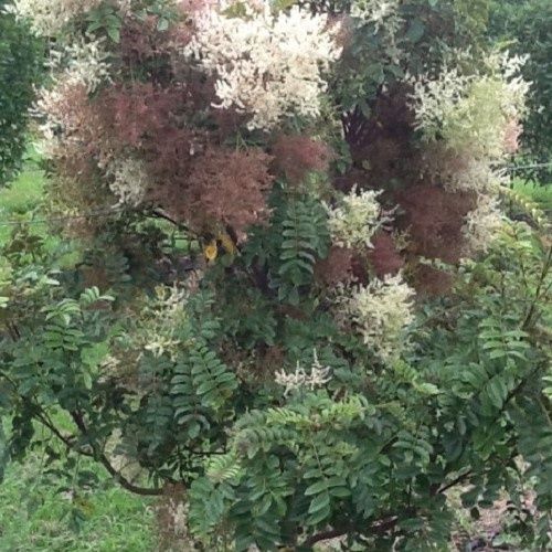 Ackama rosifolia, Makamaka - Pb6.5