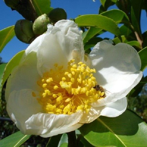Gordonia Moonlight Magic - Pb6.5