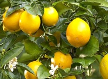 Lemon Meyer - 2.5Ltr