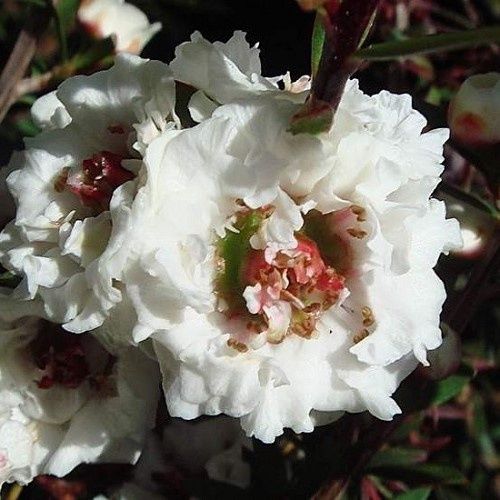 Leptospermum Snow Flurry, Manuka - 2.5Ltr
