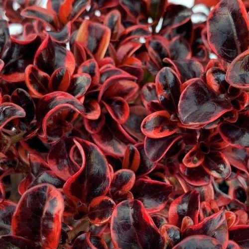 Coprosma Ignite - 2.5Ltr