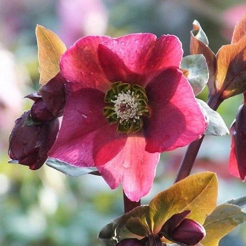 Helleborus Anna's Red - 2.5Ltr