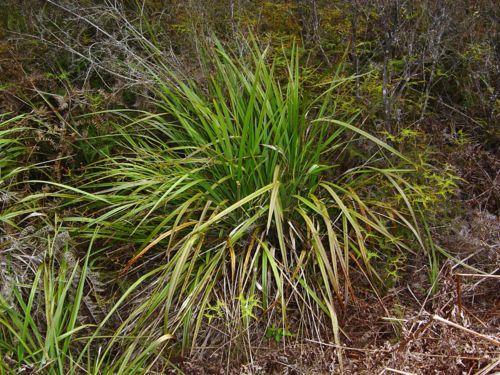 Dianella nigra - Pb3/Pb6.5