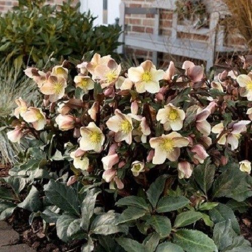 Helleborus Camelot - 2.4Ltr