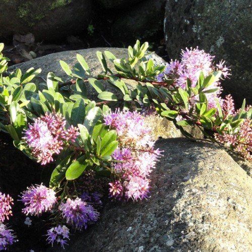 Hebe Inspiration - Pb3/Pb5