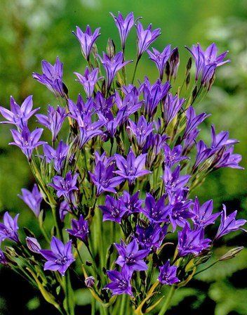 Brodiaea Queen Fabiola