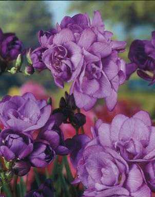 Freesia Doubles - Blue Navy