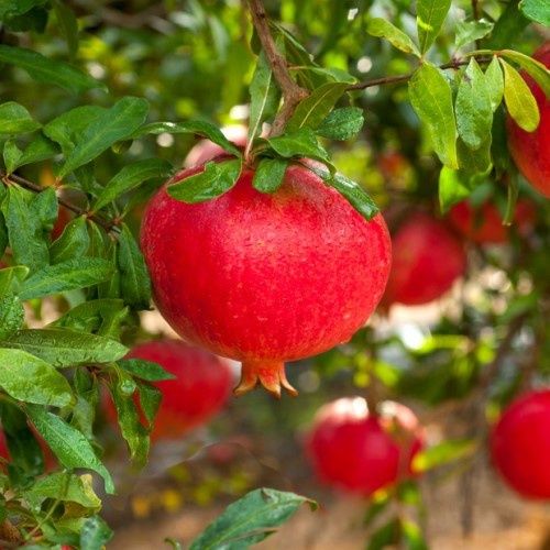 Punica granatum - Pomegranate -Pot