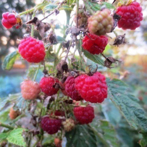 Raspberry Fairview - Pb5/Pb6.5