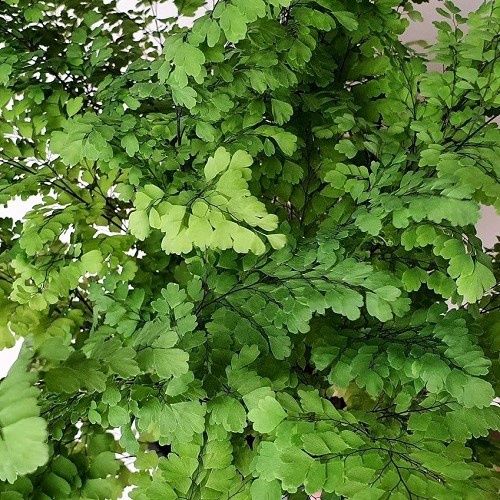 Adiantum Ocean Spray, Maidenhair Fern - 1.5Ltr