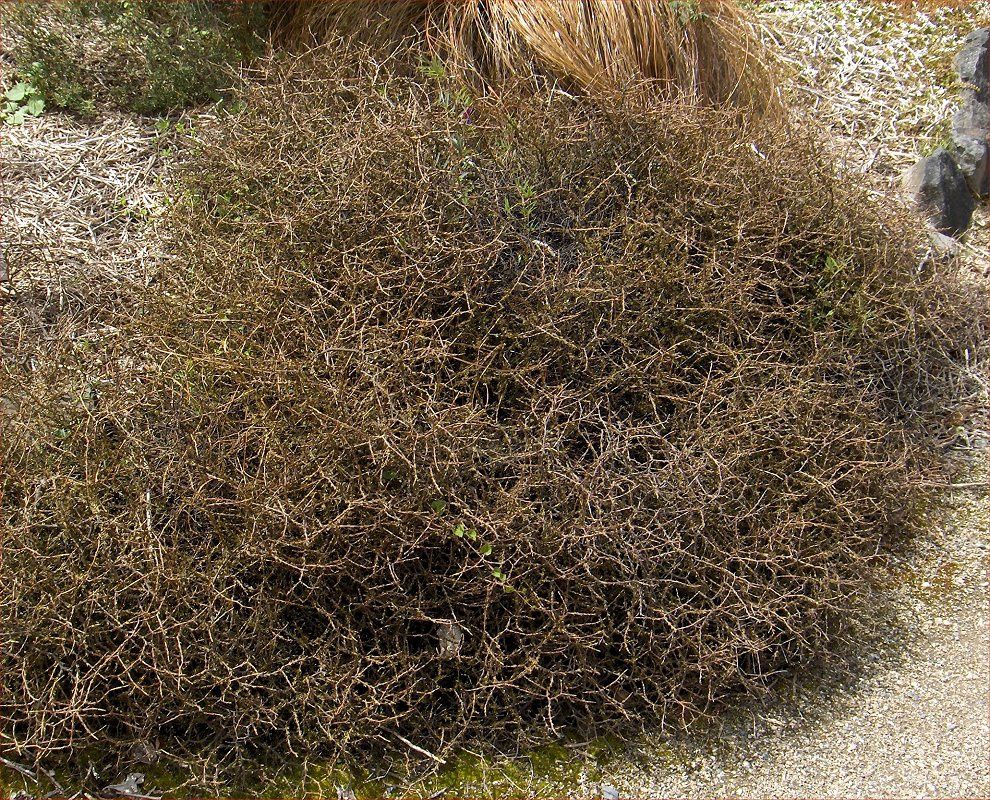 Coprosma acerosa - Pb5 (20/40)