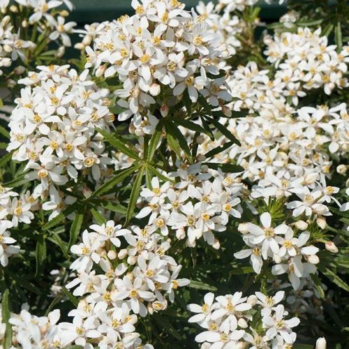 Choisya White Dazzler - Pb6.5 (20/30)