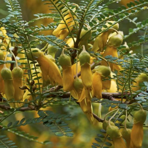 Sophora Early Gold, Kowhai - Pb5