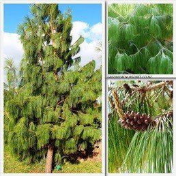 Pinus patula, Mexican Weeping Pine - Pb6.5 (60/80)