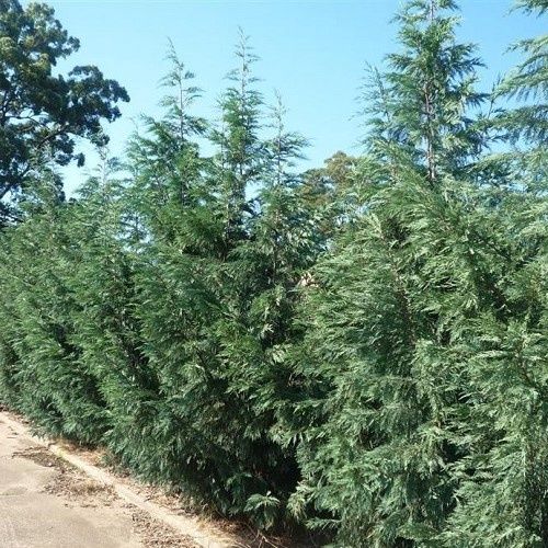 Cupressus Naylor's Blue - 2.5Ltr