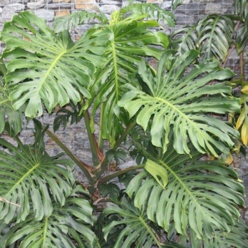 Monstera deliciosa - Pb5