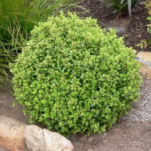 Pittosporum Taupo - 2Ltr