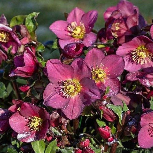 Helleborus Ice N' Roses Red - 2Ltr/2.4Ltr