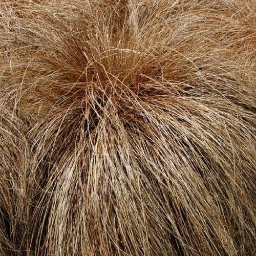Carex comans Red, Sedge - Pot
