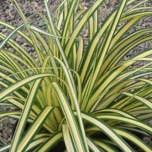 Carex Evergold, Sedge - 2Ltr