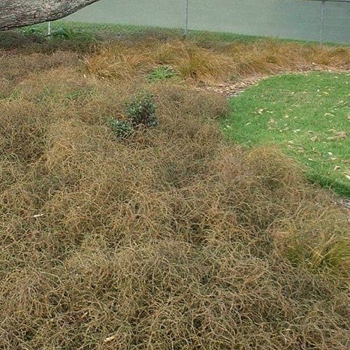 Coprosma acerosa - Pot