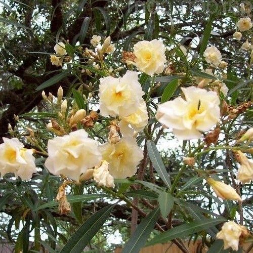 Nerium Double Yellow, Oleander