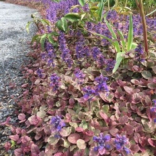 Ajuga purpurea, Bugle Flower - Pot