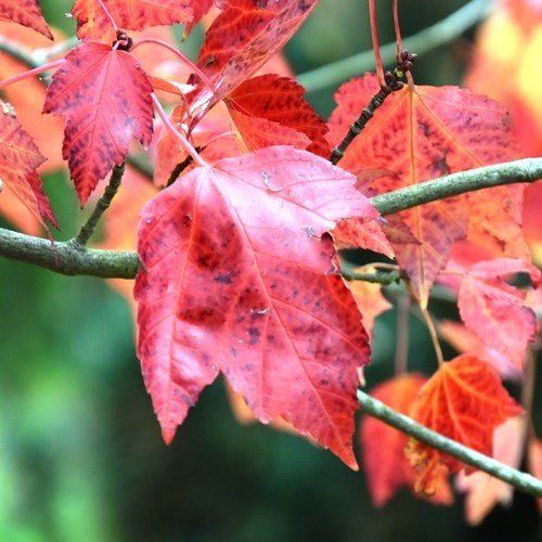 Acer rubrum Red Sunset, Red Maple - Pb28