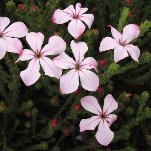 Acmadenia Pink Butterflies - Pb6.5