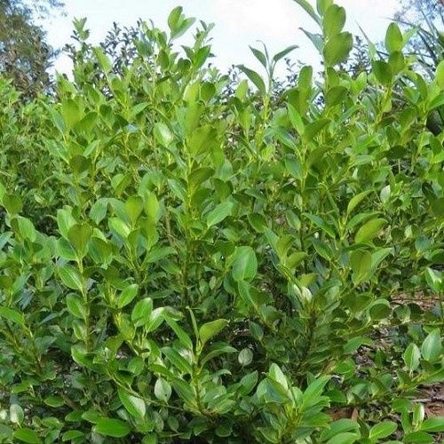 Griselinia Gecko Green - 2Ltr