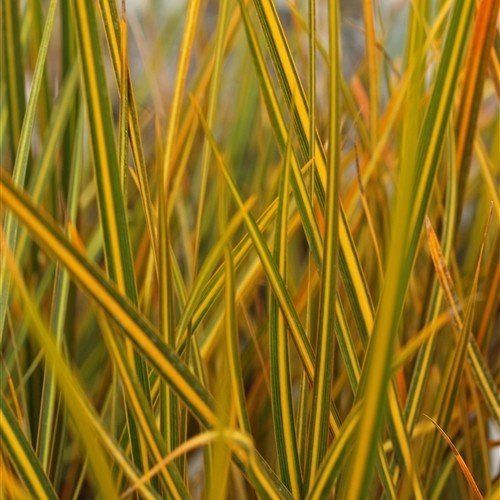 Libertia Goldfinger - Pb5