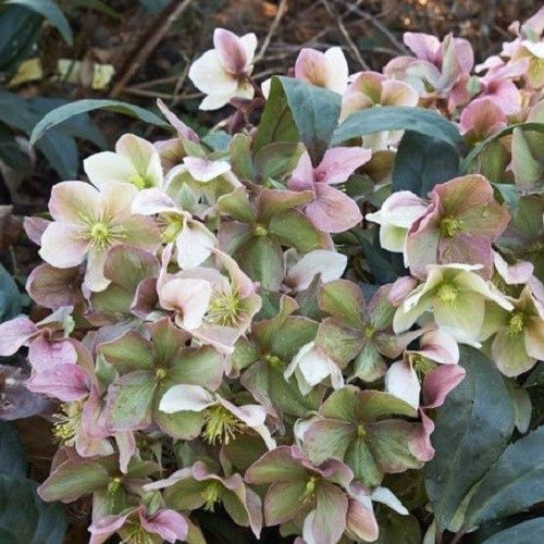 Helleborus Winter Sunshine - 2.4Lltr