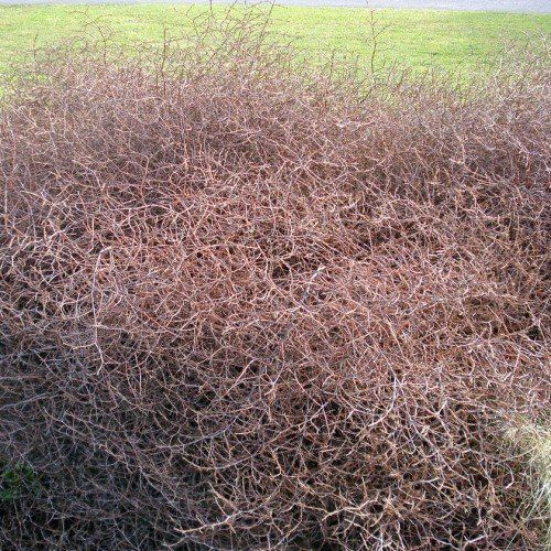 Coprosma Red Rock - 1Ltr/2Ltr (10/40)