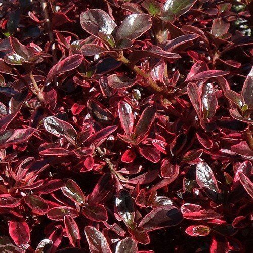 Coprosma Fireburst - Pb6.5