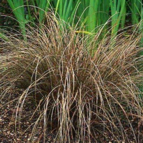 Carex flagellifera, Bronze Hair Sedge - Pot